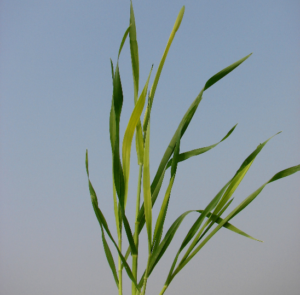 Sulphur; deficiency; wheat