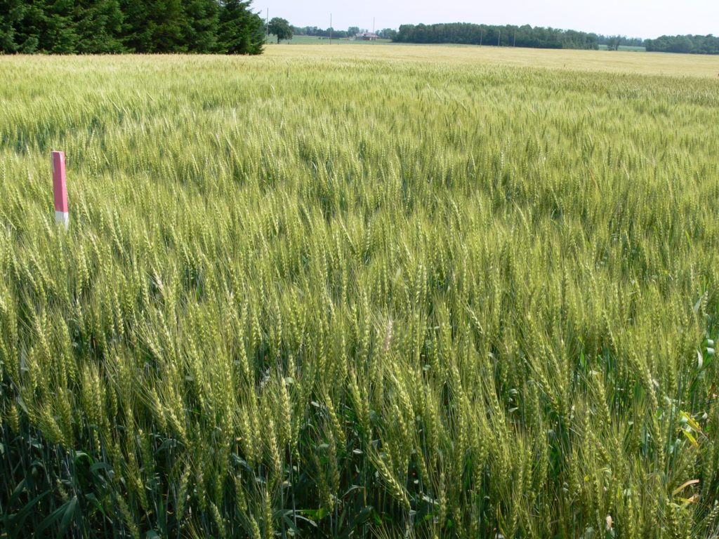 Wheat fields maturing rapidly especially in dry or stressed areas