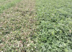 Figure 2: Red clover at 7 days after an application of MCPA Amine (left) compared to an un-treated strip. The amine formulation has consistently provided greater foliar burn then the ester formulation.