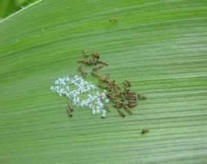 Figure 3: Newly hatched western bean cutworms (1st instars) from an egg mass.