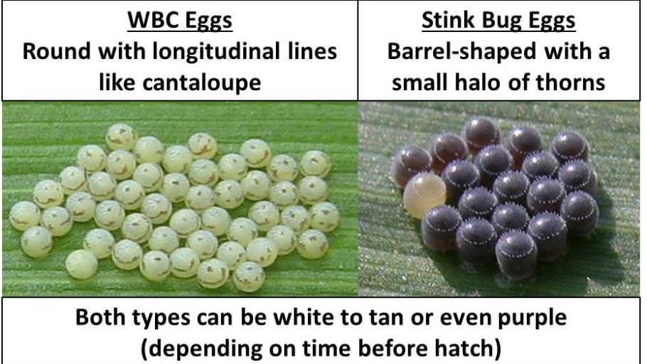 western bean cutworm eggs | Field Crop News