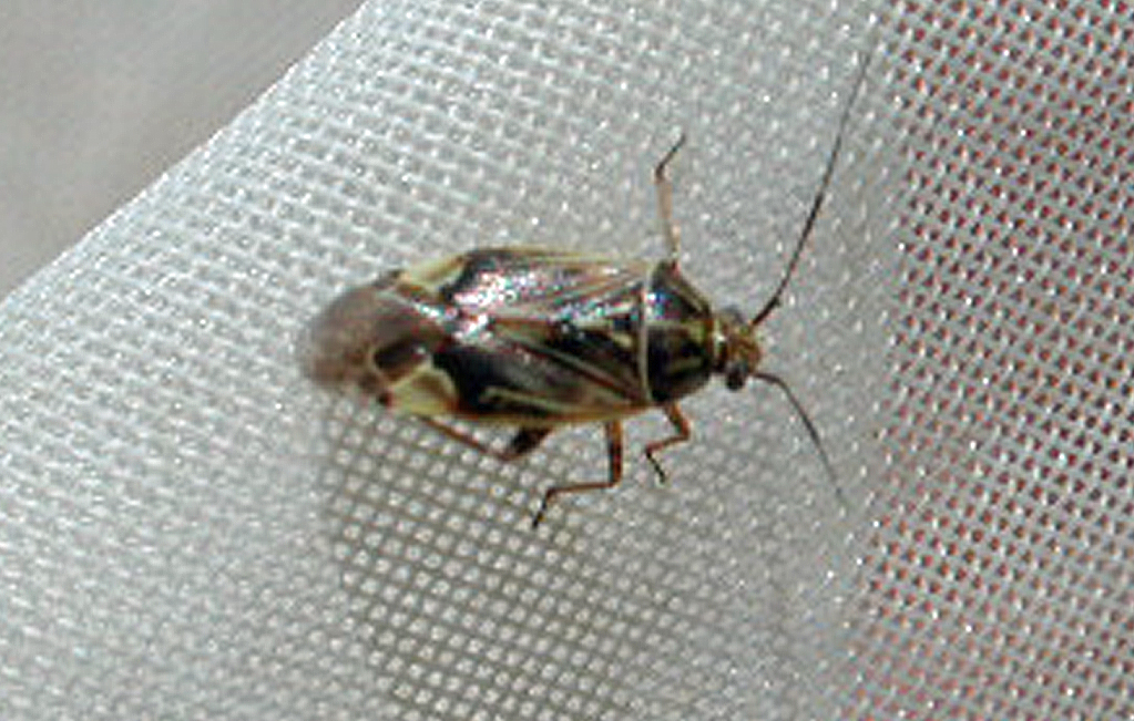 Tarnished Plant Bugs in Dry Edible Beans Field Crop News