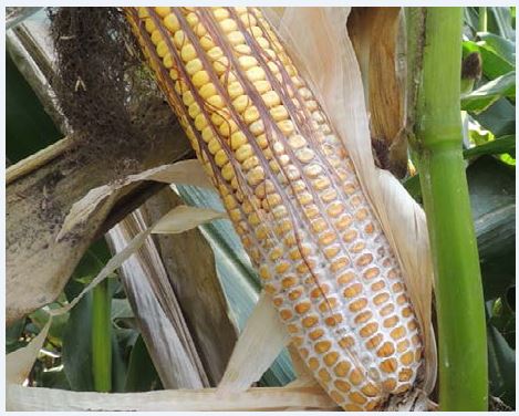 Figure 3. Diplodia ear rot – Mould begins at base (Crop Protection Network)