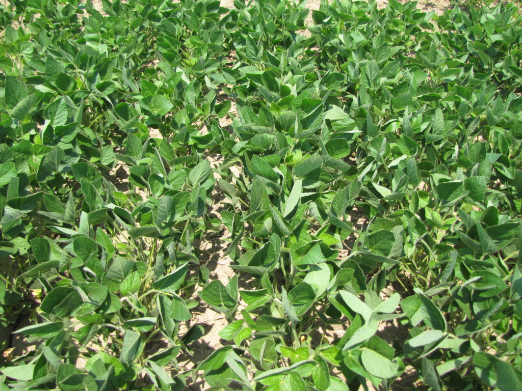 Is there a Safe Rate of InFurrow Fertilizer for Soybeans? Field Crop News