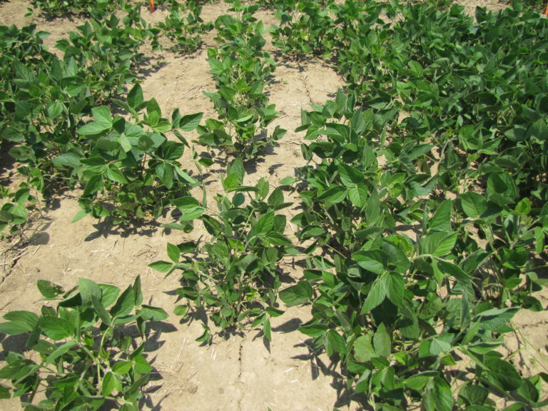 Is there a Safe Rate of InFurrow Fertilizer for Soybeans? Field Crop News