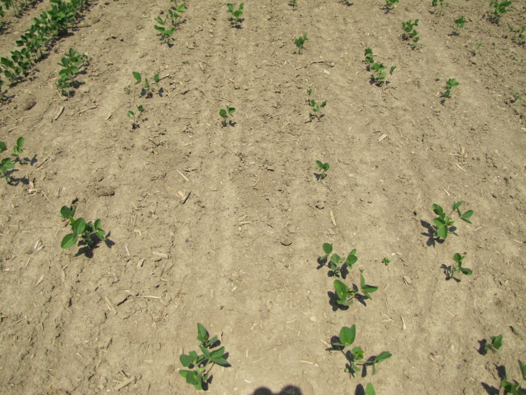 Is there a Safe Rate of InFurrow Fertilizer for Soybeans? Field Crop News