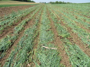 cereal rye, plant green