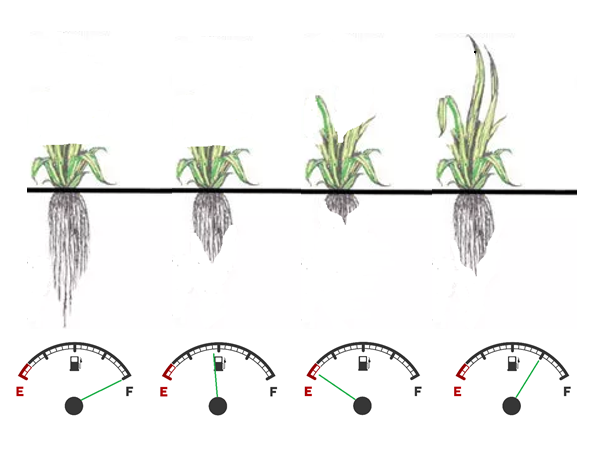 Forage plants regrow by drawing on energy reserves in their roots