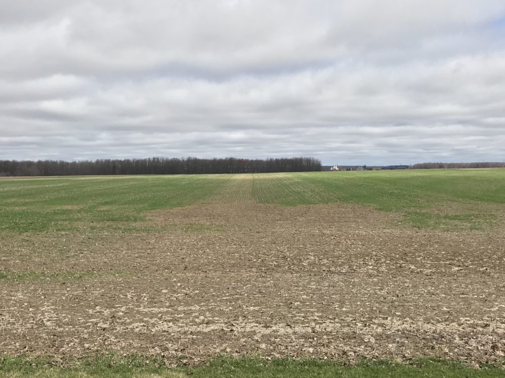 A field of winter wheat in April, 2019 that shows parts of the field with adequate stands and areas of the field that have winter killed and are bare.