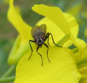 an unidentified fly on a canola flower. Looks similar to a house fly, it could be an adult seedcorn maggot. 