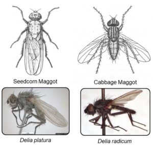 Images and line drawings of adult seedcorn maggot flies and adult cabbage maggot flies, which look similar to house flies.
