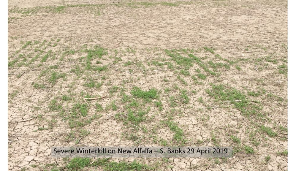 Figure 4. Alfalfa winter kill observed in eastern Ontario during the week of April 29, 2019.