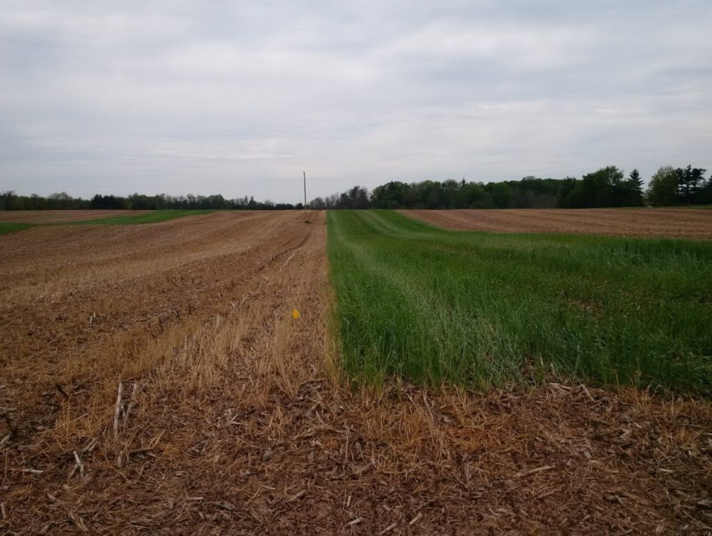 Photo of a farm field showing bare ground on the left and green cereal rye grass on the right.  