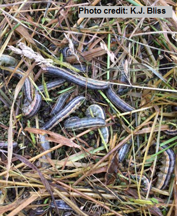 image of true armyworms in a pasture, showing their lateral stripes