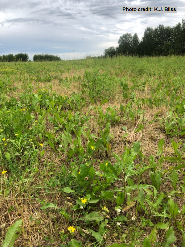 Image of pasture damaged by armyworms. All the grasses have been eaten, leaving only broadleaf weeds behind.
