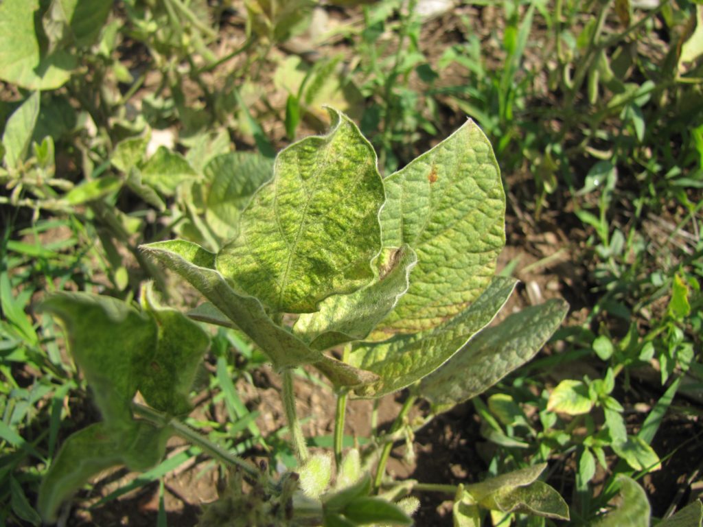 Figure 1. Spider Mite damage on soybean leaf showing stipple leaf margins, yellowing and bronzing of leaf 