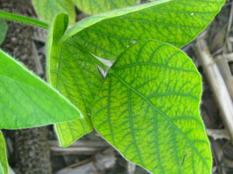 Soybean Management Field Crop News