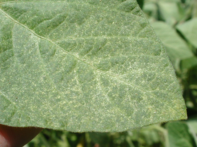 Figure 1. Symptoms of Spider mite damage on Soybeans