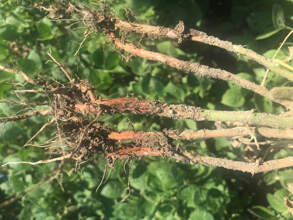 Figure 1. Rhizoctonia Root rot produces a red brick lesion which girdles stem at the soil line