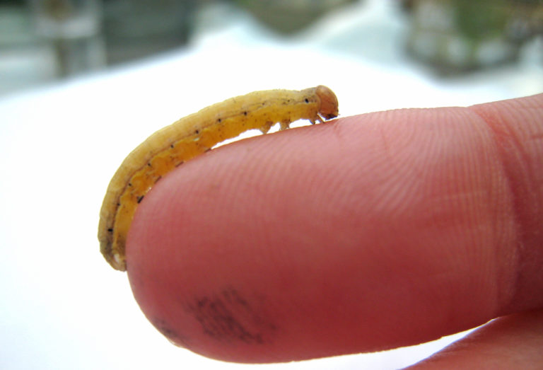 Been Waiting for These Bean Insects Field Crop News