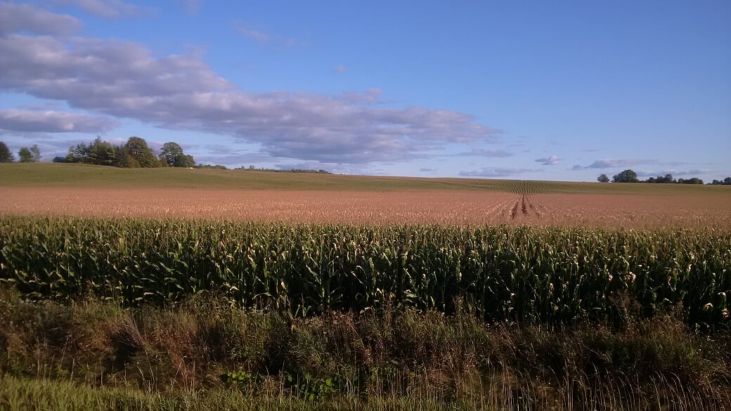 Late Season Frost Injury Risks in Corn Field Crop News