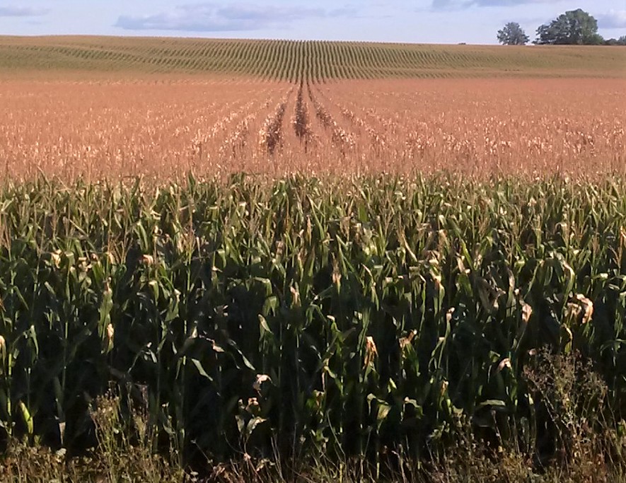 This picture shows corn plants that have been damaged by frost.