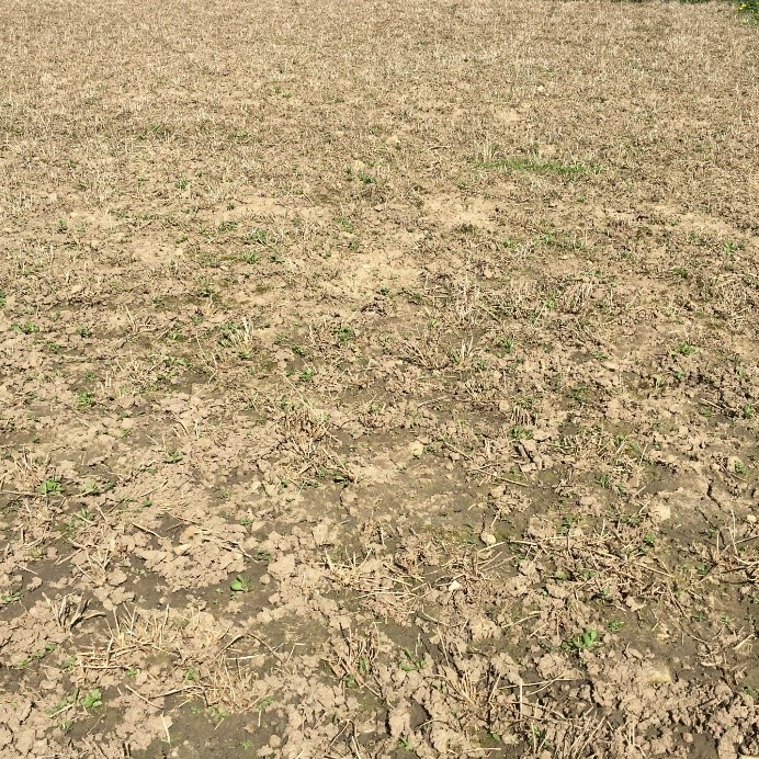 Killing off Roundup Ready Alfalfa – Field Crop News