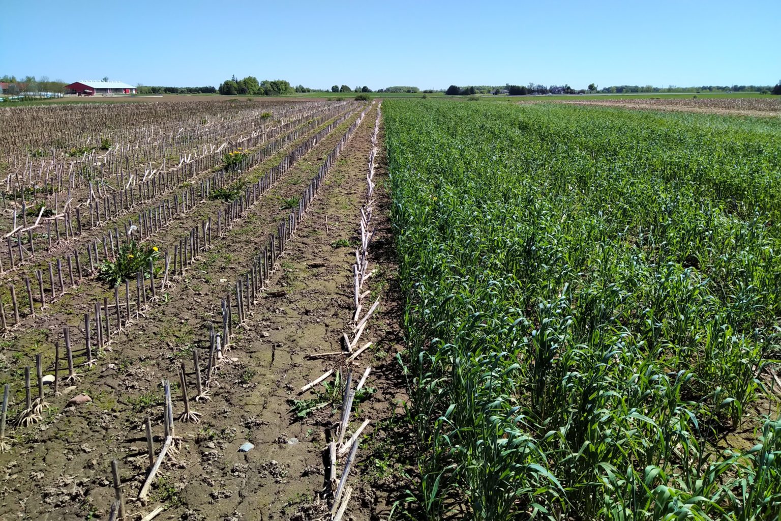 To plant green or to plant brown? Rye cover crop termination timing