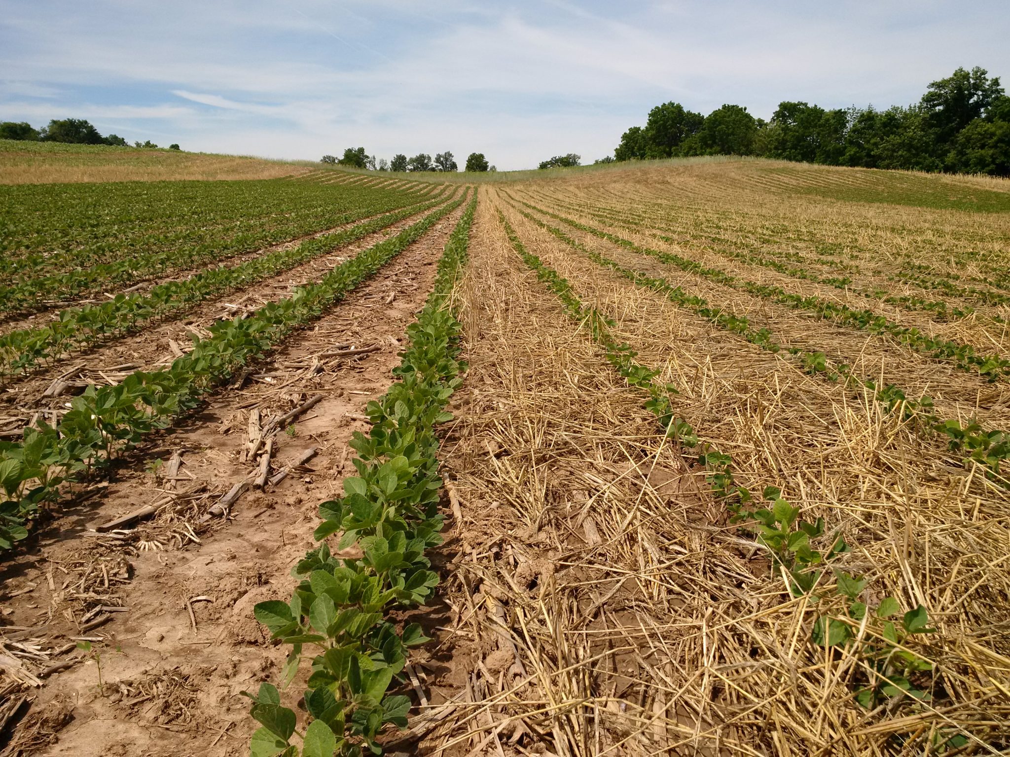 To plant green or to plant brown? Rye cover crop termination timing