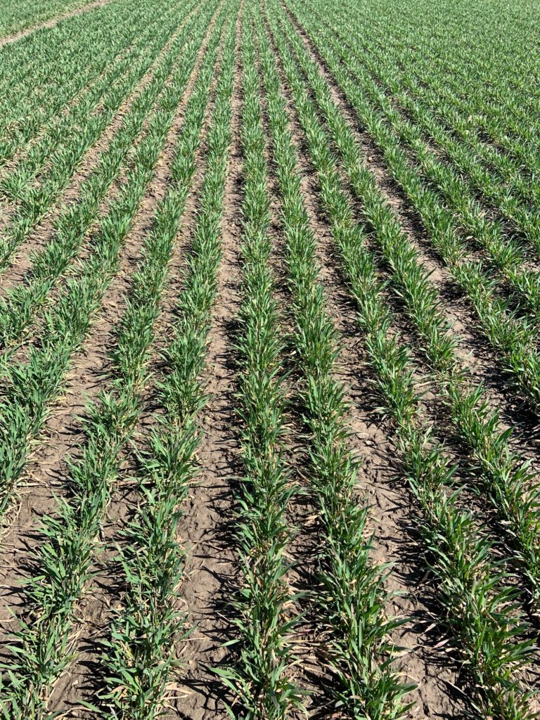Figure 1: Differences in planting date are evident in the winter wheat crop this year.  This field was planted September 20th and had multiple tillers on April 1st.  