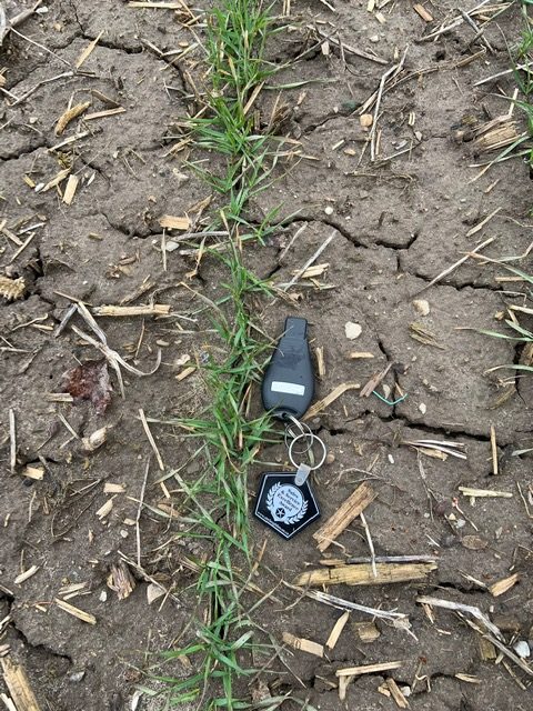 Figure 2: Differences in planting date are evident in the winter wheat crop this year.  This field was planted October 15th and have 2-3 leaves on March 31st. 