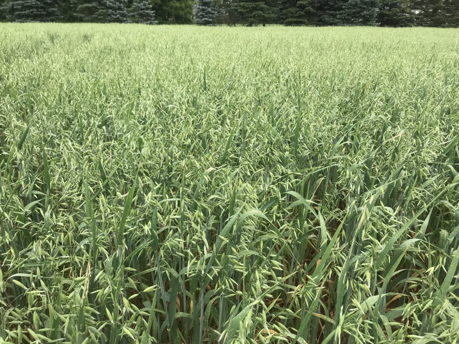 Considerations for Nitrogen Applications in Spring Cereals Field Crop