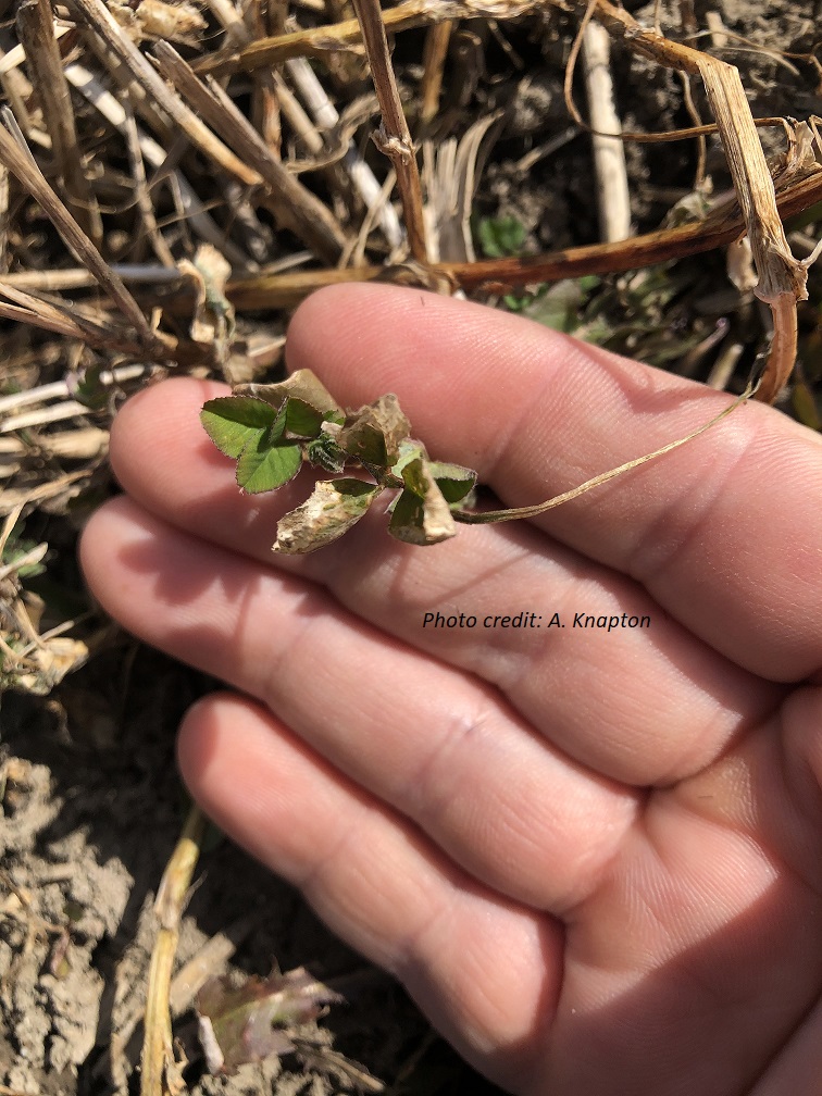 alfalfa stem with frost-damaged leaf margins