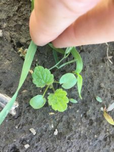 A henbit seedling in barley during the first week of May