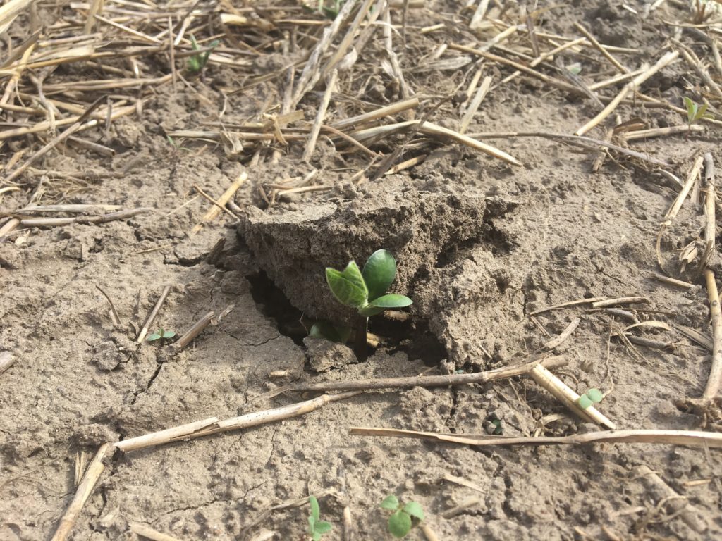 Image 2: picture of soybean emergence through corn residue. Photo: Mike Cowbrough, OMAFRA