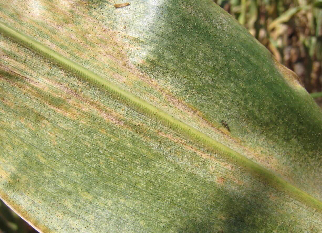 Figure 2. Spider mites on corn leaves with two predators (midge and ladybug larvae) happily feeding on them. Photo credit: Tracey Baute, OMAFRA.