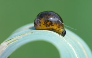 Fig. 3. Cereal leaf beetle larva. Photo credit: Chris DiFonzo, MSU