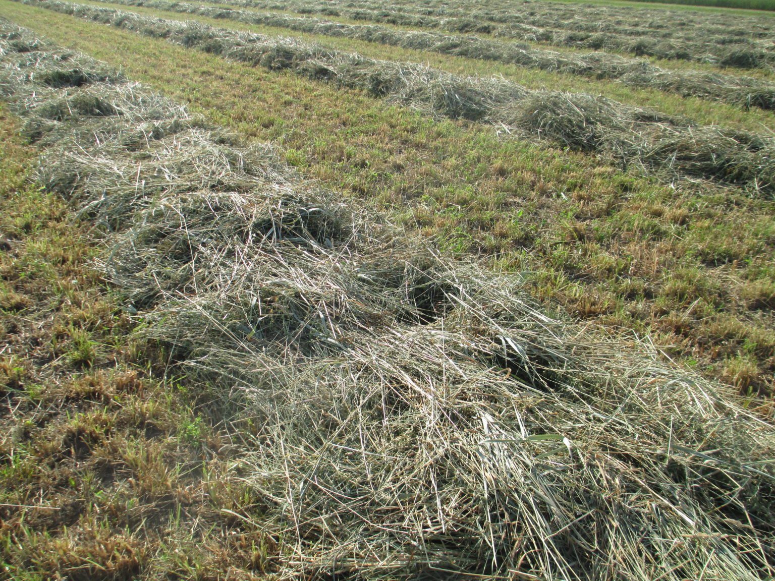 Moisture Content and the Hay Drying Curve – Field Crop News