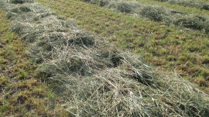 Moisture Content and the Hay Drying Curve | Field Crop News