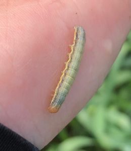 Fig. 1. True armyworm larva. Photo credit: Andrea DeAngelis, Agronomy Advantage