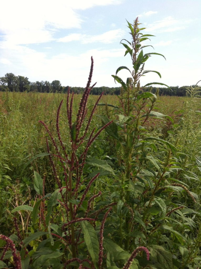 Male (left) and female (right) plants with reddish-purple flowers in a Chatham-Kent county soybean field