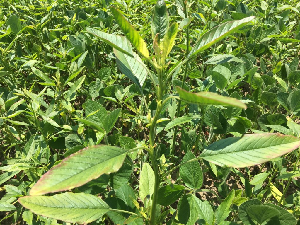 Waterhemp plants found in a soybean field in Norfolk county during the 2019 growing season. They were eventually confirmed to be resistant to group 2, group 9 and group 14 herbicides.