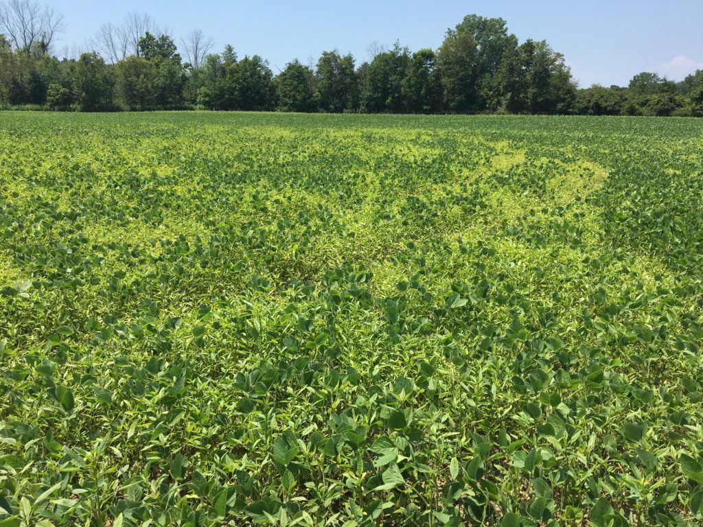 Waterhemp in a soybean field weeks after glyphosate had been applied. All other weeds died.