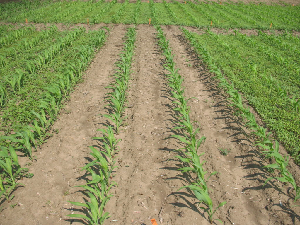 Waterhemp control several weeks after a preemergence application of Integrity herbicide. (Source: Dr. Peter Sikkema, University of Guelph - Ridgetown)