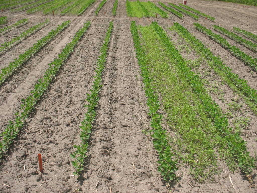 Waterhemp control several weeks after a preemergence application of Fierce (left) compared to an un-sprayed strip (right). (Source: Dr. Peter Sikkema, University of Guelph - Ridgetown)
