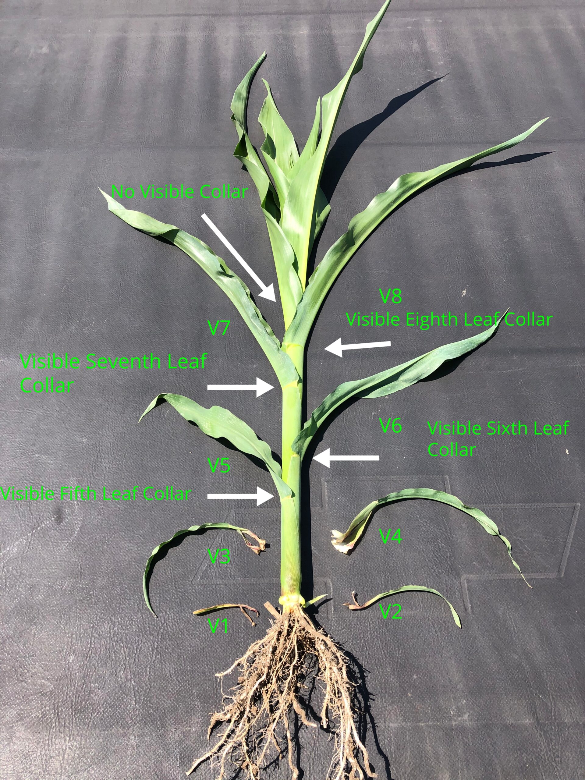 Corn plant growth stages Idea