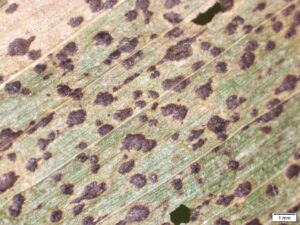 Figure 2 – Tar spot produces raised, black lesions (stroma) on leaves and husks.
