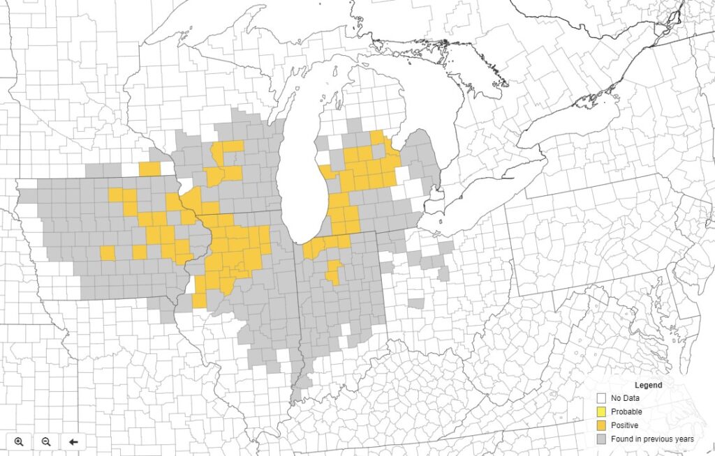 Figure 1 – Tar Spot distribution in 2020 (yellow) and previous years (grey) as of August 12, 2020. Visit http://corn.ipmpipe.org/tarspot-2 for updates.