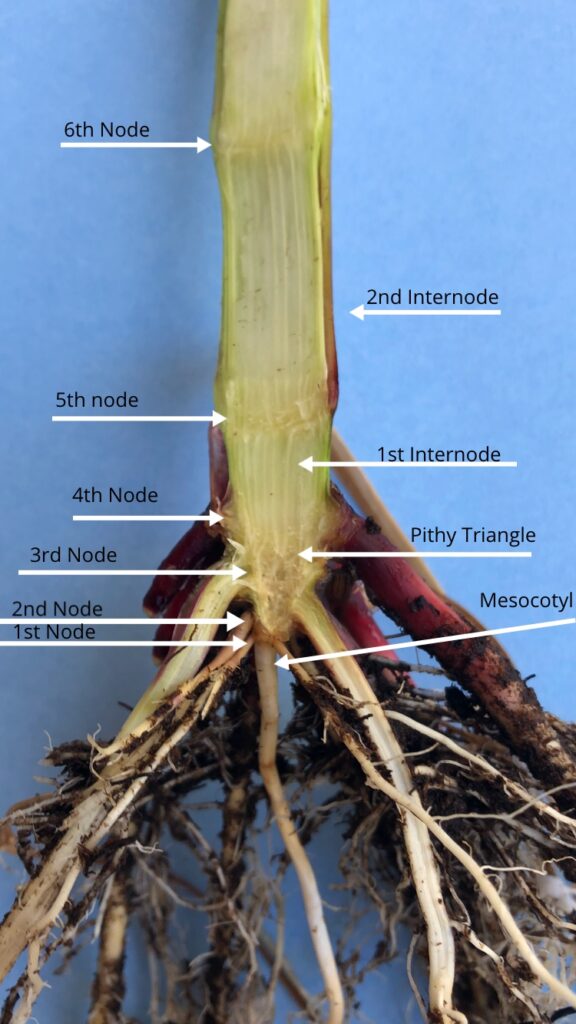 Have You Been Accurately Staging Your Corn Plants in Later Vegetative Growth Stages? Field