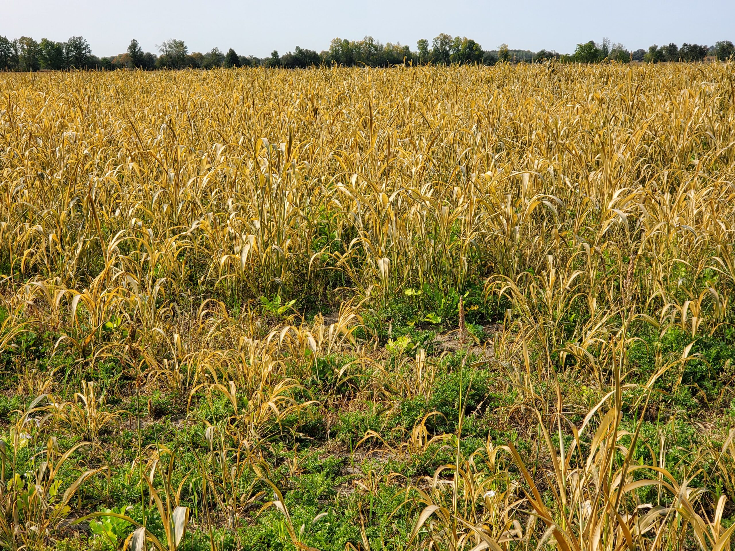 sorghum-sudangrass after a frost